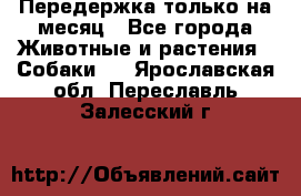 Передержка только на месяц - Все города Животные и растения » Собаки   . Ярославская обл.,Переславль-Залесский г.